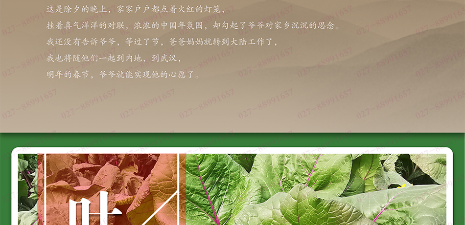 洪山菜薹_武汉洪山菜苔_洪山菜苔_礼盒_洪山菜苔礼品